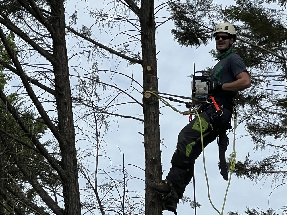Alabama Arbor - tree service in Huntsville, AL