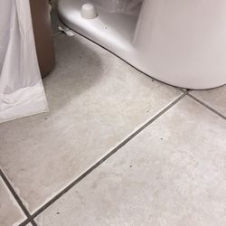 Ants