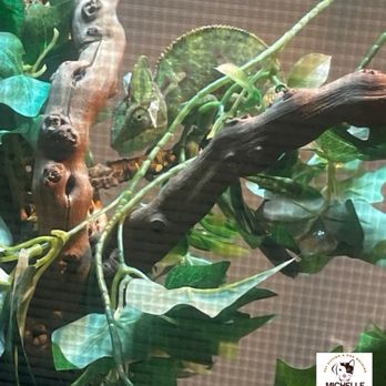 Michelle At Your Service - Pet Sitting Near Me - McKinney, Texas Michelle At Your Service - Pet Sitting Near Me - McKinney, Texas