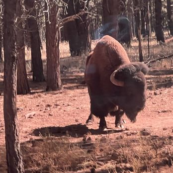 Bearizona - Bison - Zoos Near Me - Williams, Arizona Bearizona - Bison - Zoos Near Me - Williams, Arizona