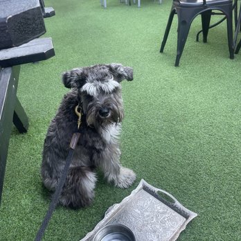 Morrison - Burbank - Dog loving the patio - Gastropubs Near Me - Burbank, California Morrison - Burbank - Dog loving the patio - Gastropubs Near Me - Burbank, California