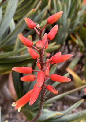 Wellington Botanic Garden by null