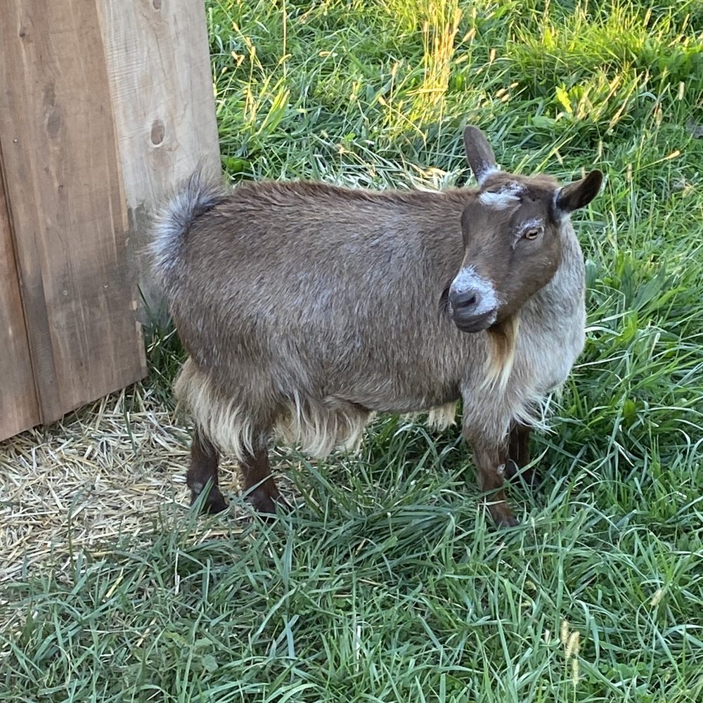 Oinking Acres Farm - Goats - Attraction Farms Near Me - Brownsburg, Indiana Oinking Acres Farm - Goats - Attraction Farms Near Me - Brownsburg, Indiana