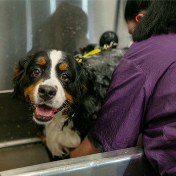 Wag N' Wash Natural Pet Food & Grooming - Make an appointment with one of our expert groomers to get your pet's skin & coat smelling and looking great! - Pet Groomers Near Me - Castle Rock, Colorado Wag N' Wash Natural Pet Food & Grooming - Make an appointment with one of our expert groomers to get your pet's skin & coat smelling and looking great! - Pet Groomers Near Me - Castle Rock, Colorado