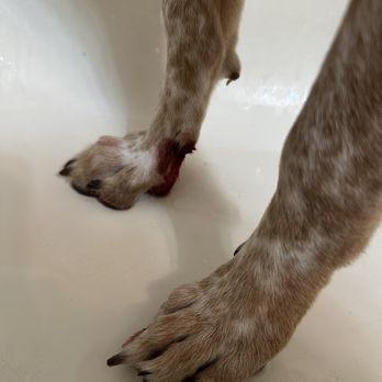 Wags N Whiskers - MISSED THE NAIL BUT CUT HER PAW!!! - Pet Groomers Near Me - Battle Ground, Washington Wags N Whiskers - MISSED THE NAIL BUT CUT HER PAW!!! - Pet Groomers Near Me - Battle Ground, Washington