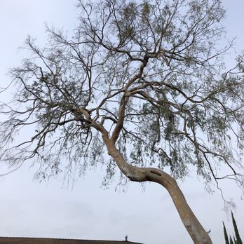 Environmental Green Tree Care - After - Tree Services Near Me