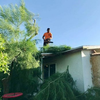 Praying Mantis Landscaping - Tree Trimming - Gardeners Near Me Praying Mantis Landscaping - Tree Trimming - Gardeners Near Me