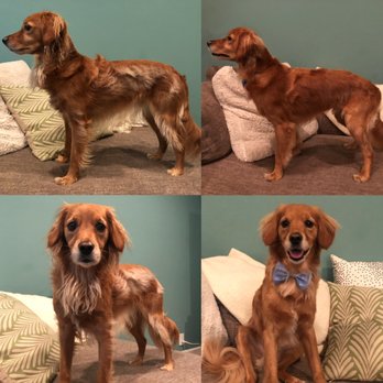 Sung's Grooming Studio - Before (left) and after! - Pet Groomers Near Me - Studio City, California Sung's Grooming Studio - Before (left) and after! - Pet Groomers Near Me - Studio City, California