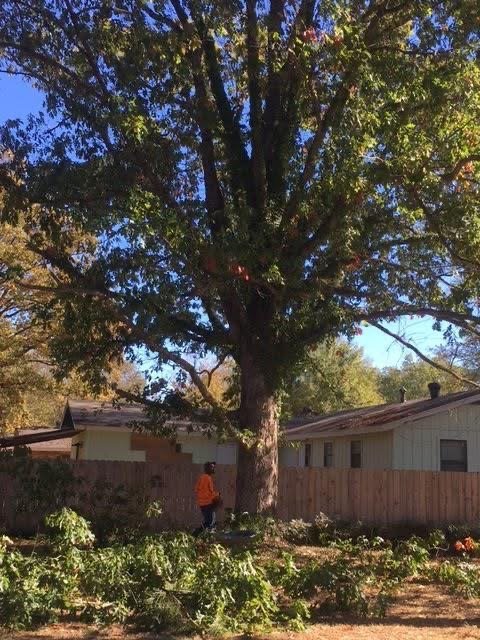 Arbor Tree Service - tree service in Terry, MS