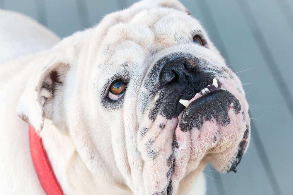 GLOBAL K9 SOLUTIONS Updated June 2024 10 Photos 363 Lee Rd 10