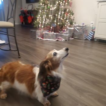 Nashville Pet Spa - Pet Groomers Near Me - Mt. Juliet, Tennessee Nashville Pet Spa - Pet Groomers Near Me - Mt. Juliet, Tennessee