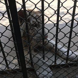 Poor tiger. Kept making crying sounds. The sad look in the eyes. The enclosure was super tiny. I feel sorry for it.