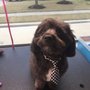 Photo of Aussie Pet Mobile Katy & Cypress