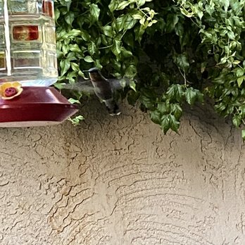 Vision Community Management - Overgrown hedges that harbor wasps, giant water bugs, etc. They will not trim them. - Property Management Near Me - Phoenix, Arizona Vision Community Management - Overgrown hedges that harbor wasps, giant water bugs, etc. They will not trim them. - Property Management Near Me - Phoenix, Arizona