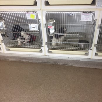 Gentle Jungle - Puppies - Pet Stores Near Me - Meriden, Connecticut Gentle Jungle - Puppies - Pet Stores Near Me - Meriden, Connecticut