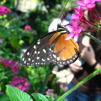Six Flags Discovery Kingdom - butterfly garden - Amusement Parks Near Me - Vallejo, California Six Flags Discovery Kingdom - butterfly garden - Amusement Parks Near Me - Vallejo, California