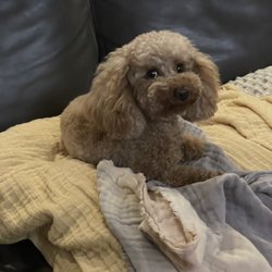 Tails of the Clip - Daisy... My 6. 5 pound red toy poodle.