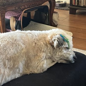Paws & Effect Pet Spa - Emma napping after her beauty treatment at Paws and Effect - Pet Groomers Near Me - Santa Monica, California
