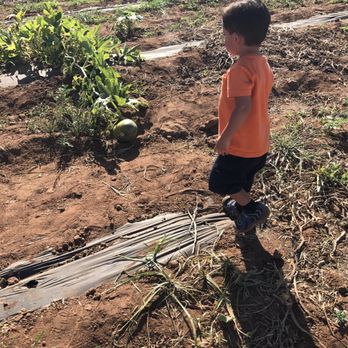 Rancho Bernardo Pumpkin Farm - They leave a few pumpkins on the vine so you can see them growing. - Pumpkin Patches Near Me - San Diego, California Rancho Bernardo Pumpkin Farm - They leave a few pumpkins on the vine so you can see them growing. - Pumpkin Patches Near Me - San Diego, California