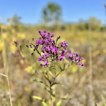 Daubenspeck Community Nature Park - Pretty purple flowers - Parks Near Me - Indianapolis, Indiana Daubenspeck Community Nature Park - Pretty purple flowers - Parks Near Me - Indianapolis, Indiana