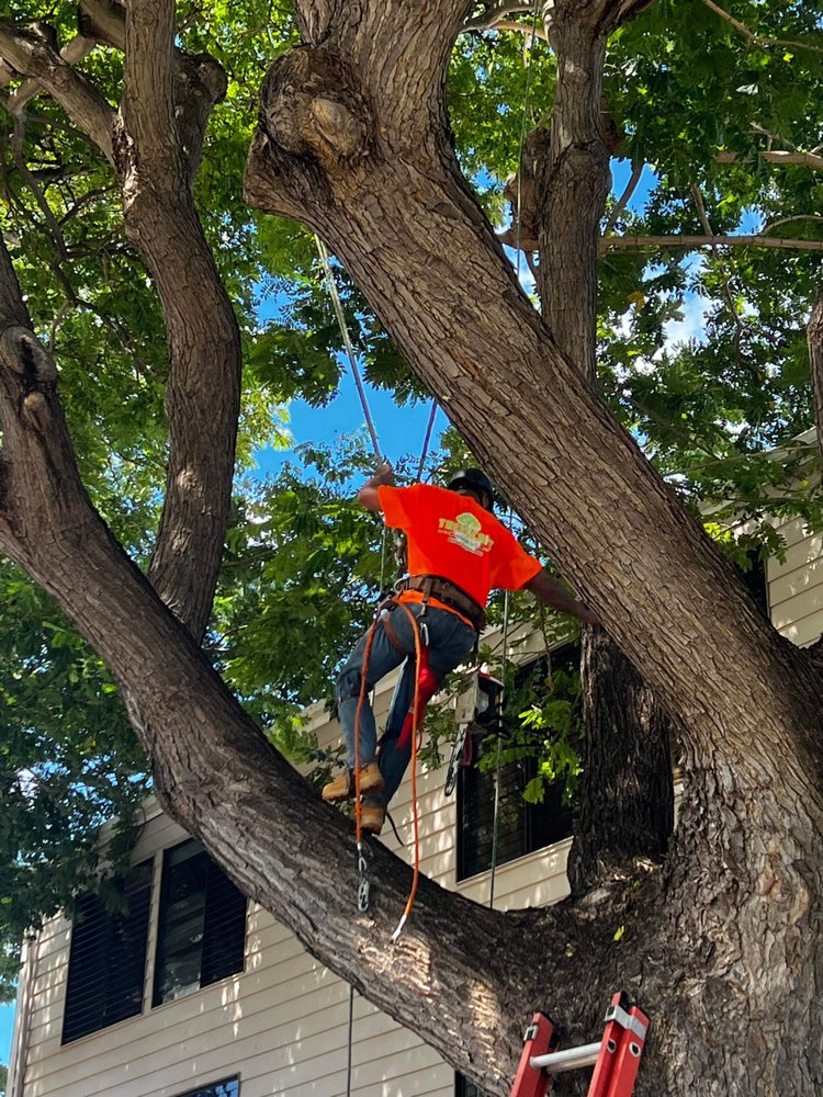 Treescape Hawaii - tree service in Ewa Beach, HI