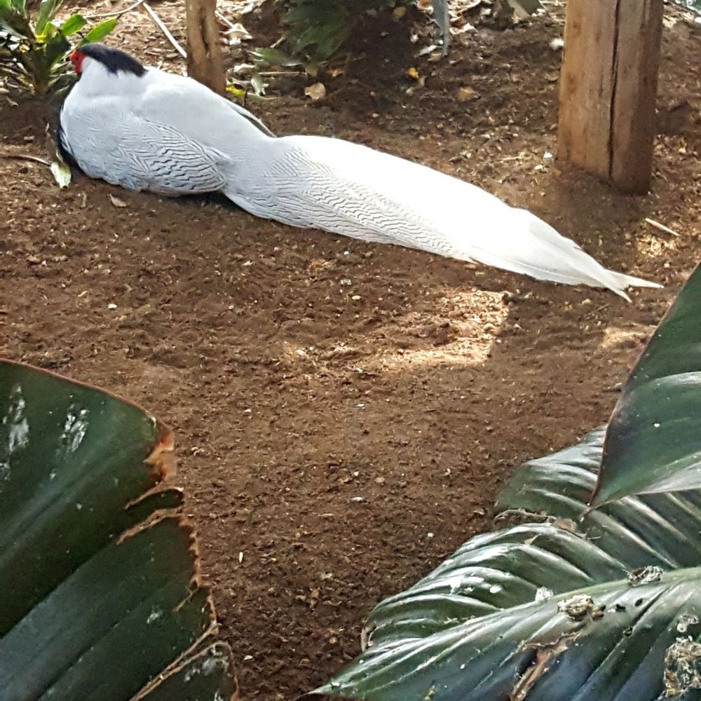 Bird Kingdom - Zoos Near Me - Niagara Falls, Ontario