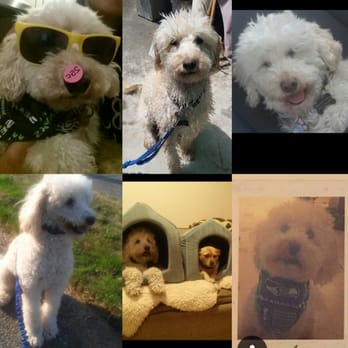 Ginger's Pet Rescue - Animal Shelters Near Me Ginger's Pet Rescue - Animal Shelters Near Me
