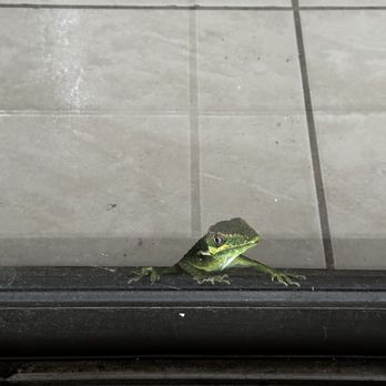 Humane Iguana Control - Wildlife Control Near Me - Miami, Florida