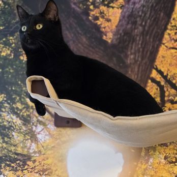 MeowTown Cat Lounge - Pet Adoption Near Me - McLean, Virginia