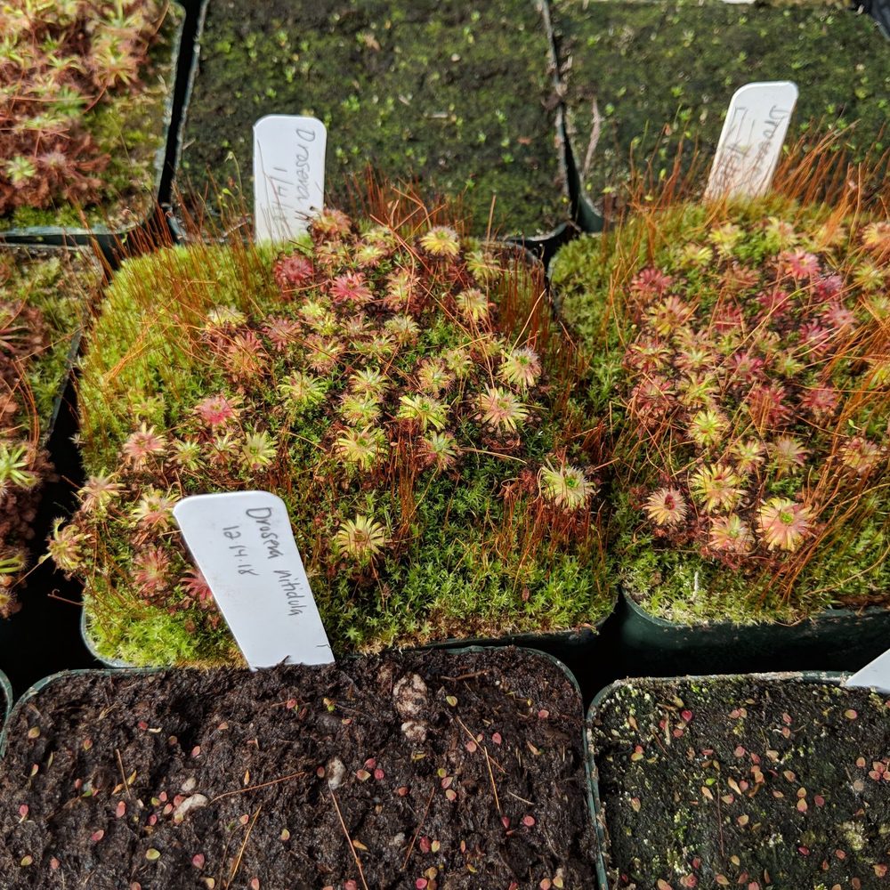 California Carnivores - Nurseries & Gardening Near Me - Sebastopol, California California Carnivores - Nurseries & Gardening Near Me - Sebastopol, California