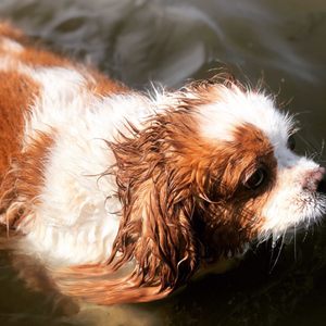 SELDEN DOG PARK - 22 Photos & 13 Reviews - Dog Parks - Boyle Rd, Selden