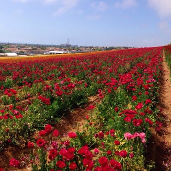 The Flower Fields - Venues & Event Spaces Near Me - Carlsbad, California The Flower Fields - Venues & Event Spaces Near Me - Carlsbad, California