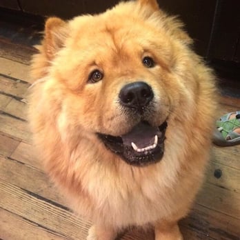 Starbucks - Thank you for being a DOG FRIENDLY Starbucks. Lucky loves coming in for a visit! - Coffee & Tea Near Me - Seattle, Washington Starbucks - Thank you for being a DOG FRIENDLY Starbucks. Lucky loves coming in for a visit! - Coffee & Tea Near Me - Seattle, Washington