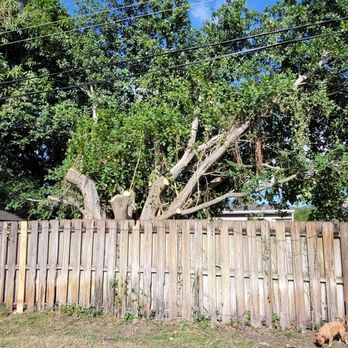 Geo Tree Service - All the branches that hung over my property are gone! - Tree Services Near Me Geo Tree Service - All the branches that hung over my property are gone! - Tree Services Near Me