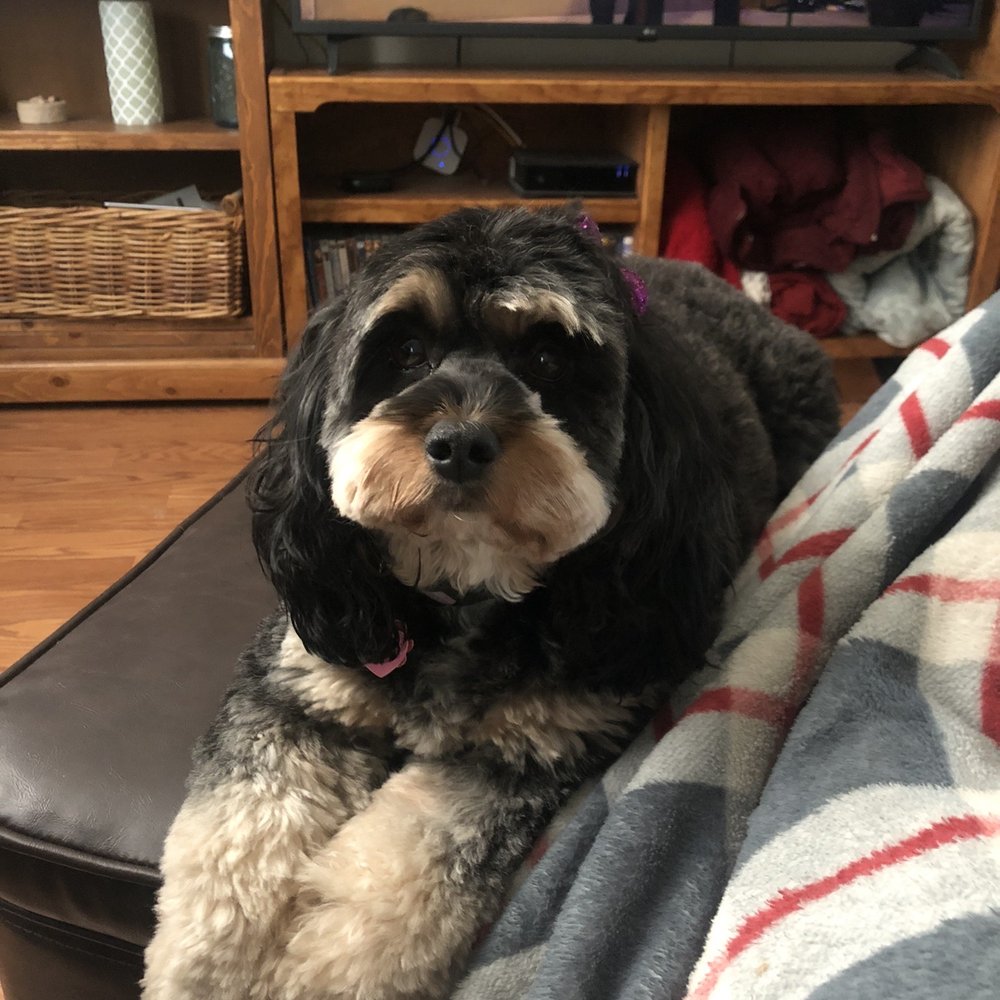 Luna chillin' after her AWS visit