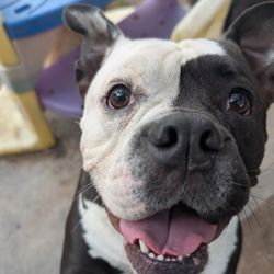 Creature Comforts Pet Resort