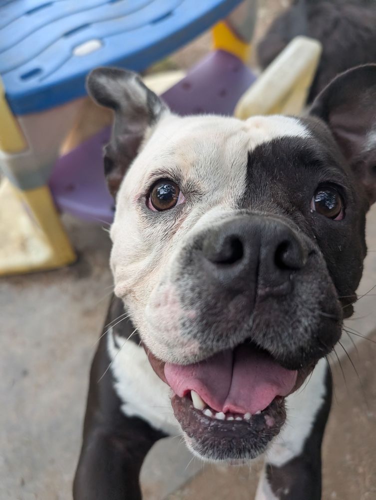 Creature Comforts Pet Resort - pet boarding facility in Tonawanda, NY