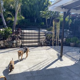 Pool gate 5ft and three dogs Pool gate 5ft and three dogs