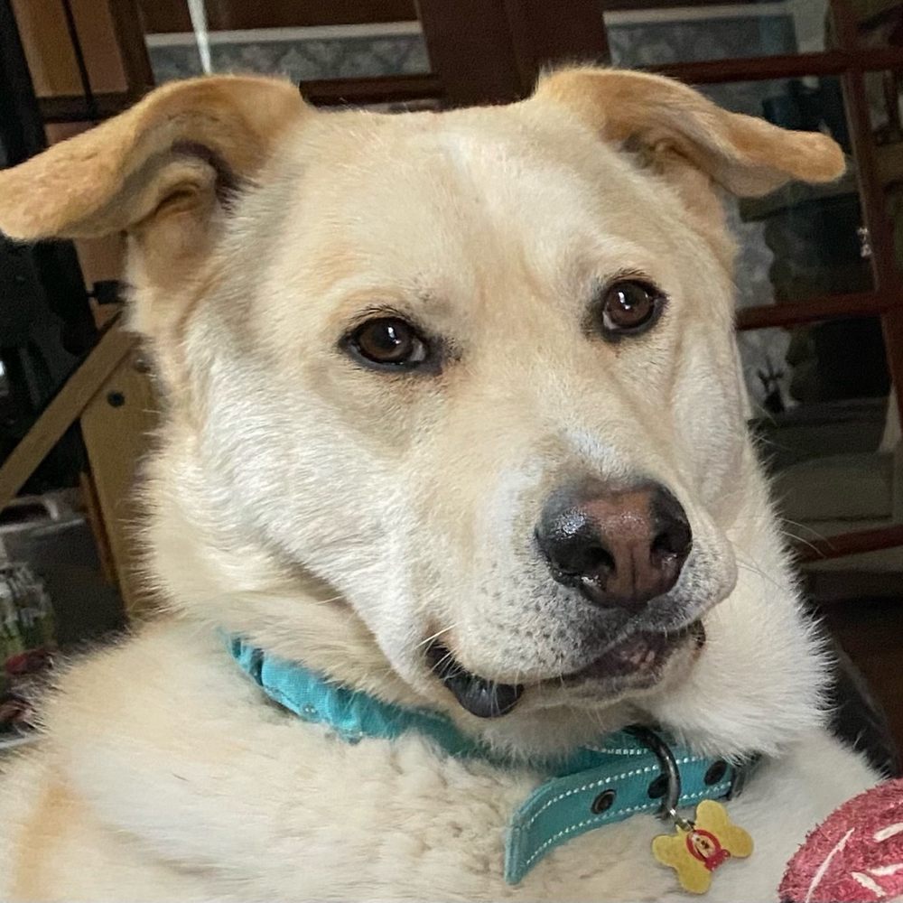 Be Mine Canine - Pet Training Near Me Be Mine Canine - Pet Training Near Me