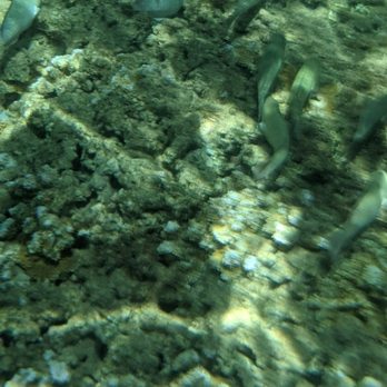 Shoreline Snorkel - Snorkeling Near Me - Lahaina, Hawaii Shoreline Snorkel - Snorkeling Near Me - Lahaina, Hawaii
