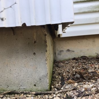 Youngins Pest Professionals - Ant invasion. Soon to be treated - Pest Control Near Me