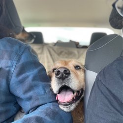 PAWS Aquatics Water Sports and Rehab - Tired and happy dog.