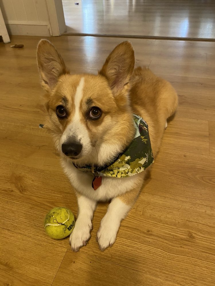 Mugus Pet Boutique Image
