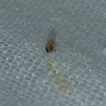 Hampton Inn Reading/Wyomissing - Bed bugs - Hotels Near Me - Wyomissing, Pennsylvania