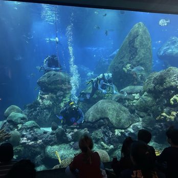 Tennessee Aquarium - Aquariums Near Me - Chattanooga, Tennessee Tennessee Aquarium - Aquariums Near Me - Chattanooga, Tennessee