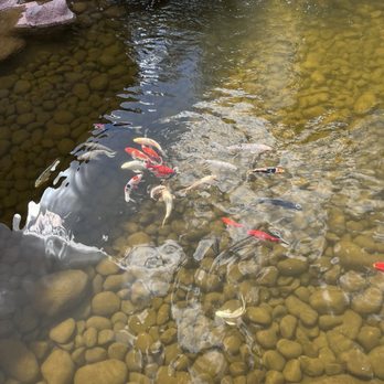 Ambiente A Landscape Hotel - Koi fish that follows you - Resorts Near Me - Sedona, Arizona