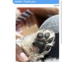 Photo of Pawzazz Pet Grooming