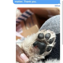 Pawzazz Pet Grooming - Conversation with company, no responses
