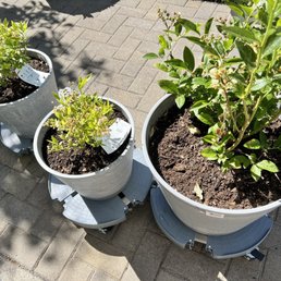 Farmington Gardens - our new blueberry bushes :) Farmington Gardens - our new blueberry bushes :)