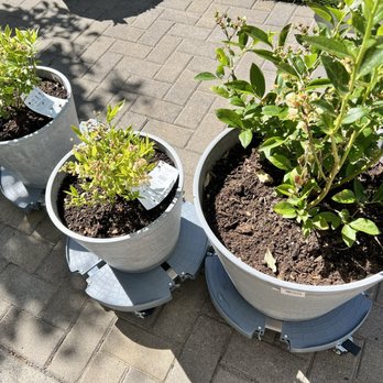 Farmington Gardens - Farmington Gardens - our new blueberry bushes :) - Nurseries & Gardening Near Me - Beaverton, Oregon Farmington Gardens - Farmington Gardens - our new blueberry bushes :) - Nurseries & Gardening Near Me - Beaverton, Oregon